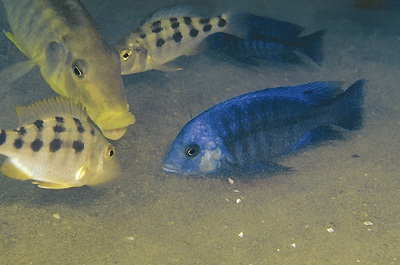 Protomelas annectens 'Ntekete'